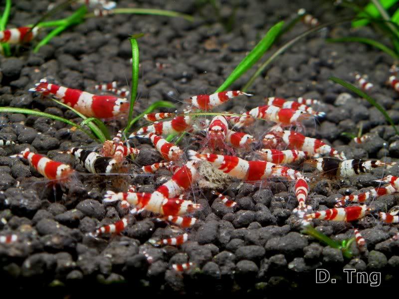 My Candycane Page 4 Shrimp & other Invertebrates Aquatic Plant